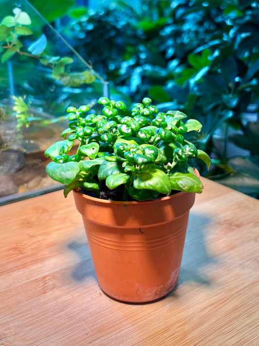 Ocimum Basilicum in Plastic Pot