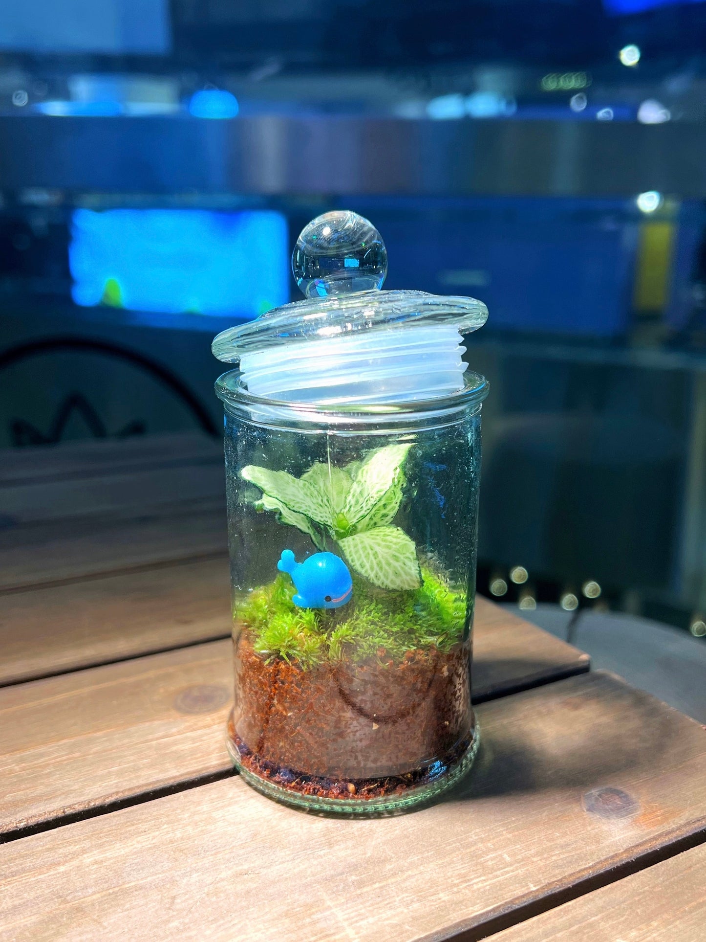 Fittonia with Moss Arrangement in Terrarium Jar