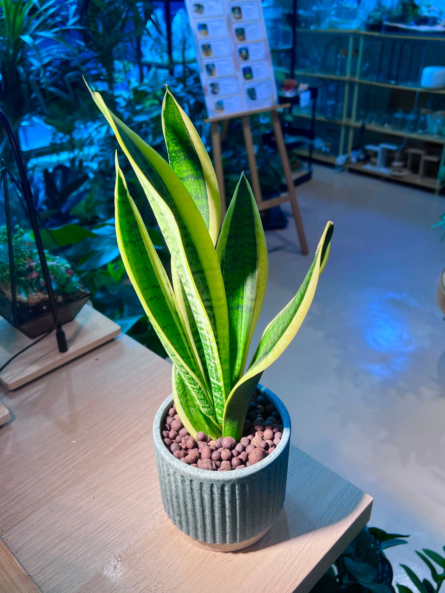 Snake Plant (虎尾兰) in Matt Textured Claypot