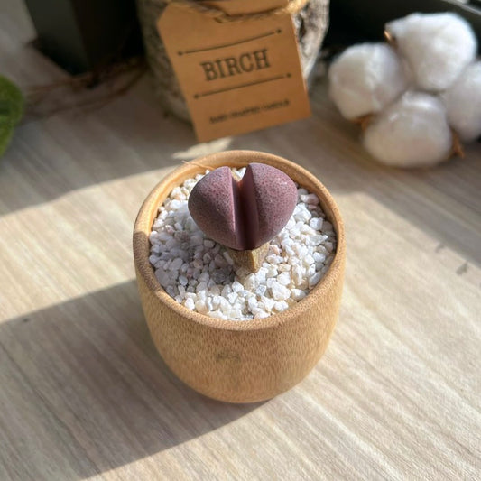 Pleiospilos Nelii Schwantes "Split Rock" in bamboo pot