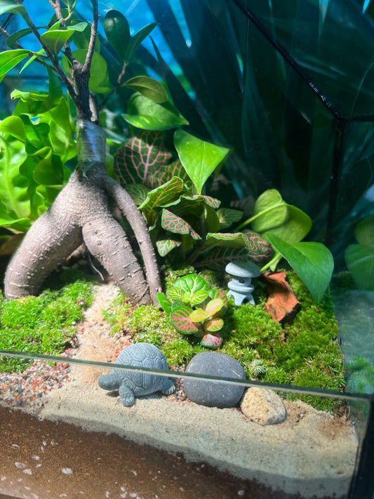 Bonsai Terrarium