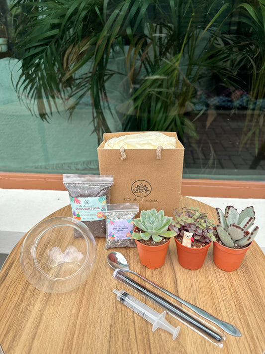 Round Glass Succulent Terrarium (M) DIY Set