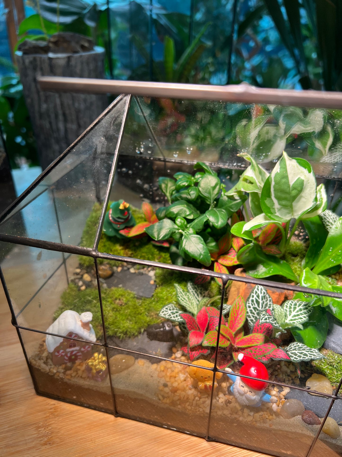 Christmas Theme - Fittonia and Fern with Moss Arrangement in Black Grid Glasshouse (M)