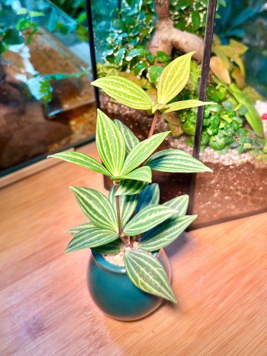 Peperomia Tetragona in Emerald Pot 💚