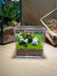 Indoor Plant Terrarium in Arcylic Box (M)