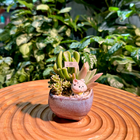 Succulent Arrangement in Designer Pot