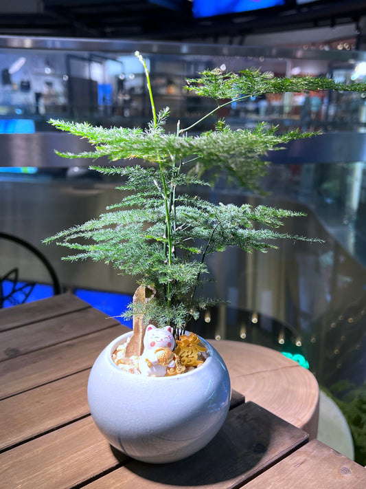 Asparagus Fern in Sea Blue Ceramic Pot