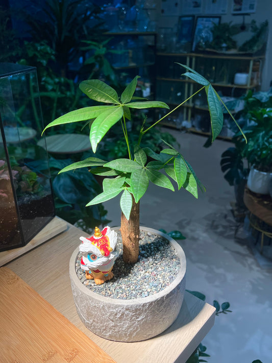 Pachira (发财树) in Stone Designed Pot