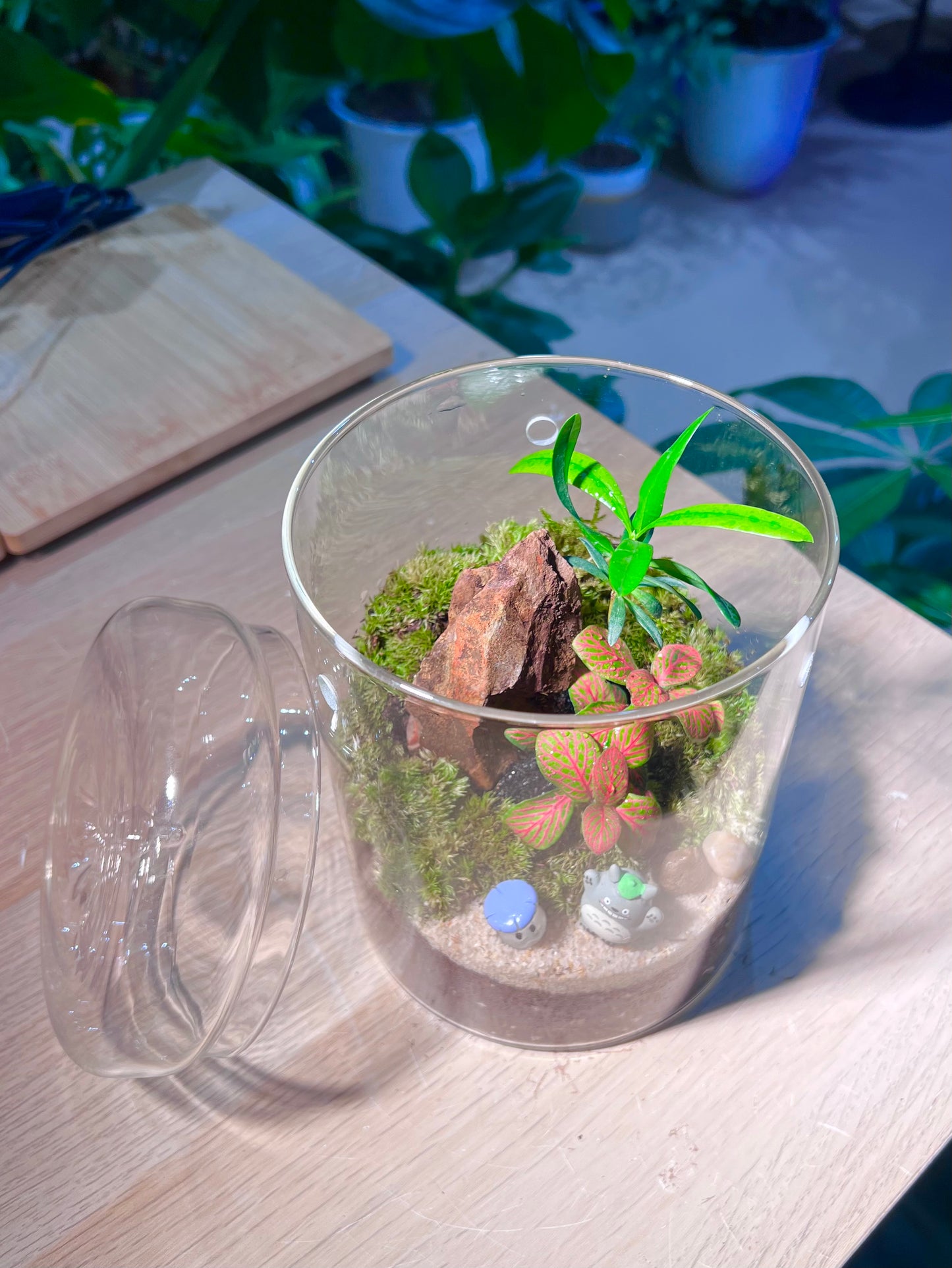 Indoor Plant Terrarium in Tall Round Cylindrical Glass