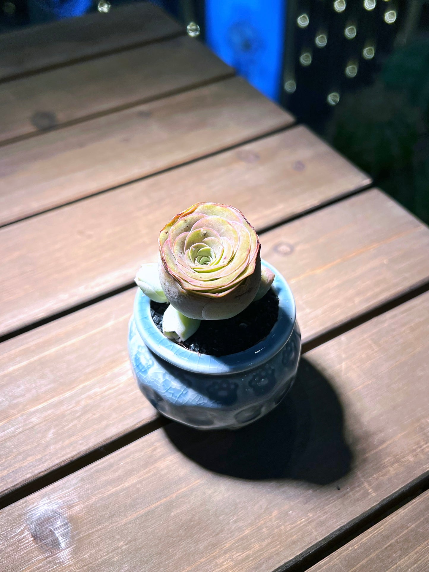 Mountain Rose in Calm Blue Designed Textured Ceramic Pot