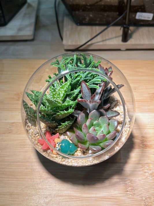 Succulent Arrangement in Round Glass Terrarium