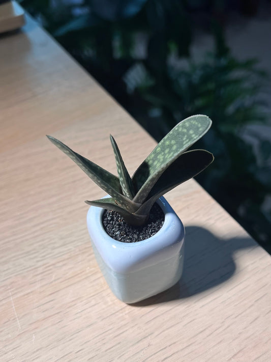 Variegated Gasteria in Small Square Blue Ceramic Pot