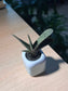 Variegated Gasteria in Small Square Blue Ceramic Pot