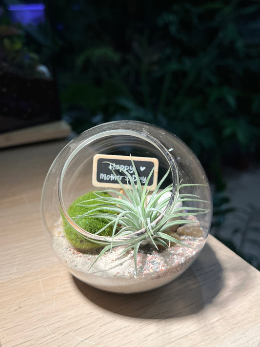 Airplant in Round Glass Terrarium
