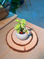 Bird Flower (小鸟花) Euphorbia Tithymaloides in White Glazed Ceramic Pot