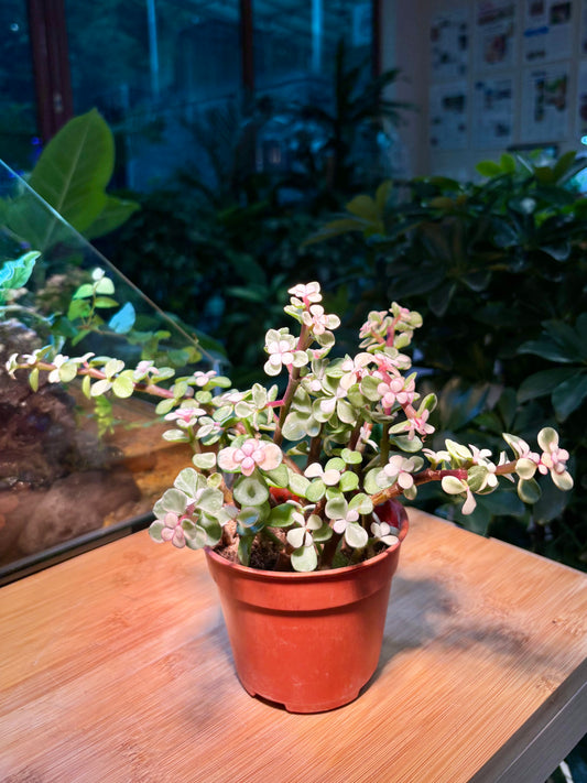 Portulacaria Afra in Plastic Pot