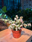 Portulacaria Afra in Plastic Pot