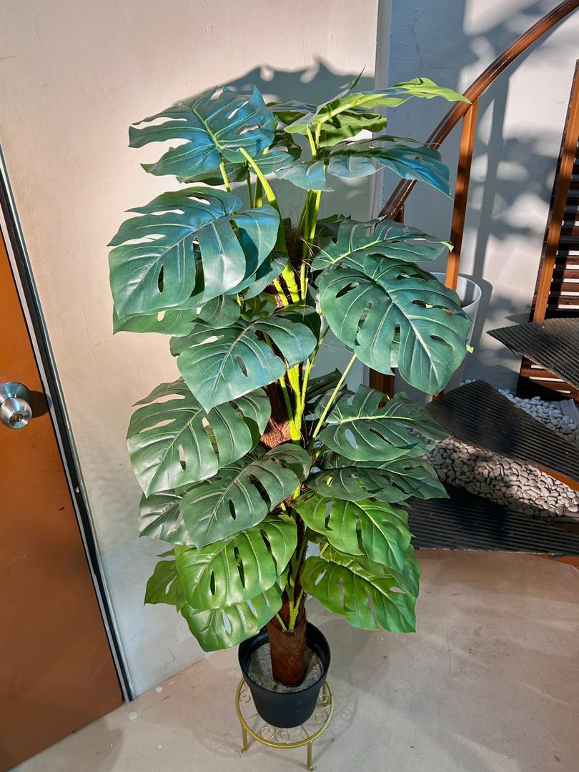 Artificial Monstera Deliciosa (龟背竹) in Black Polymer Pot