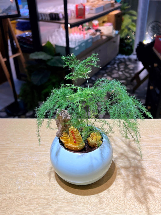 Asparagus Fern Arrangement in Sky Blue Ceramic Pot