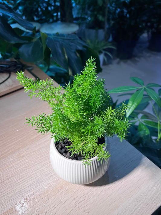 Foxtail Fern (Asparagus Densiflorus 'Myersii') in Round Bowl Ceramic Pot