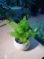 Foxtail Fern (Asparagus Densiflorus 'Myersii') in Round Bowl Ceramic Pot