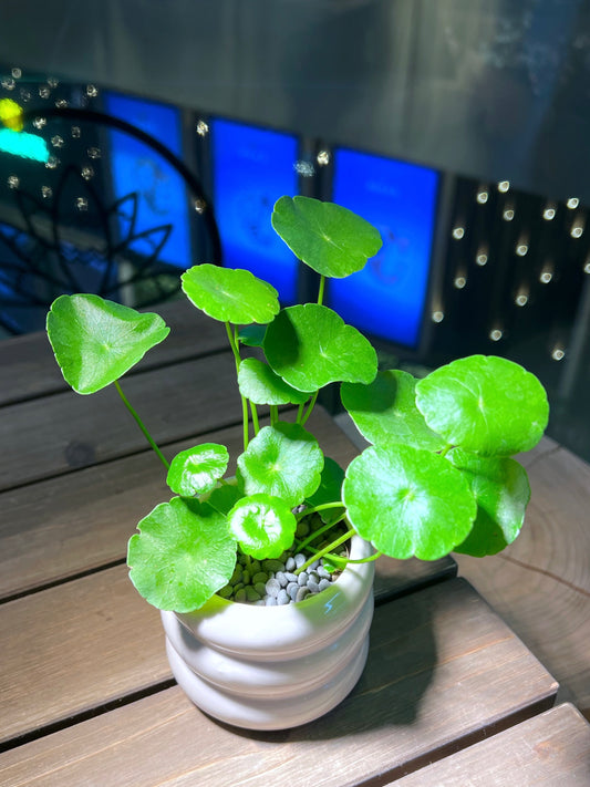 Hydrocotyle Vulgaris in Layer Pettern Ceramic Pot