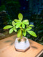 Dwarf Umbrella Plant in Hexagon Ceramic Pot