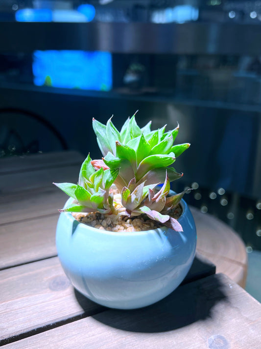 Haworthia Cymbiformis in Sea Blue Ceramic Pot