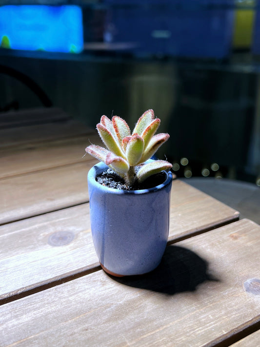 Kalanchoe Tomentosa in Ocean Blue Ceramic Pot