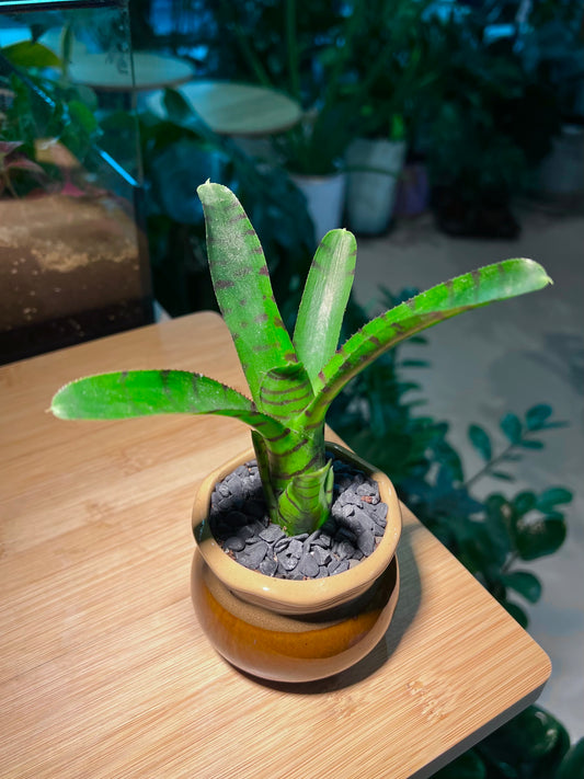 Bromeliad in Brownish Petal Edge Designed Ceramic Pot