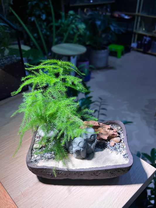 Asparagus Fern with Buddha Statue in Square Concrete Pot