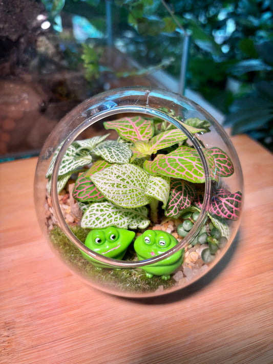 Indoor Plant in Round Glass Terrarium 🐸