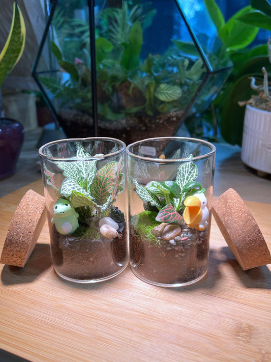 Fittonia with Moss Arrangement in Tall Cylindrical Glass Terrarium