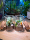 Fittonia with Moss Arrangement in Tall Cylindrical Glass Terrarium
