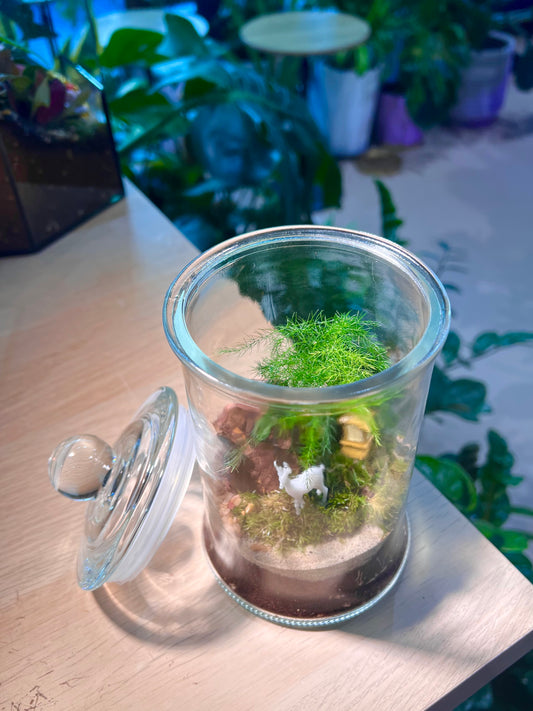 Asparagus Fern with Moss Arrangement in Terrarium Jar (L)