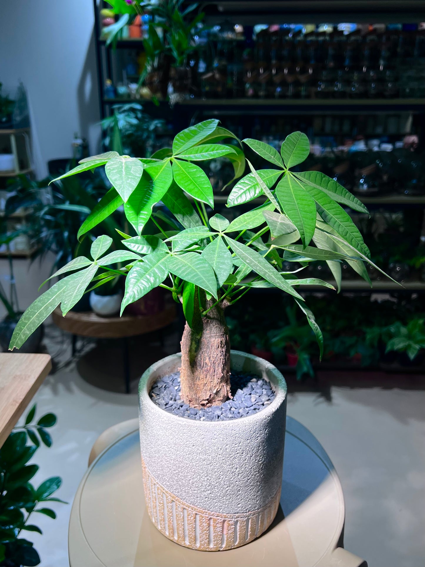 CNY Theme - Pachira in Matt Textured Designed Ceramic Pot