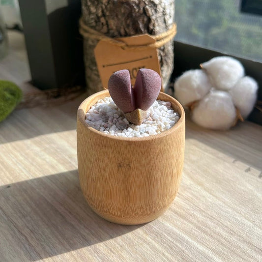 Pleiospilos Nelii Schwantes "Split Rock" in bamboo pot