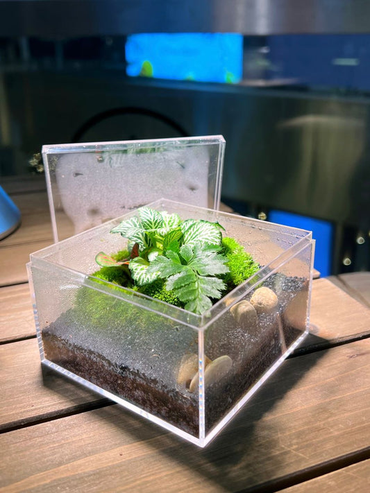 Fittonia & Fern with Moss Arrangement in Arcylic Box Terrarium (L2)