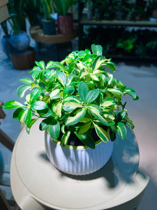 Variegated Umbrella Plant (鸭脚木) in Pattern Designer Ceramic Pot