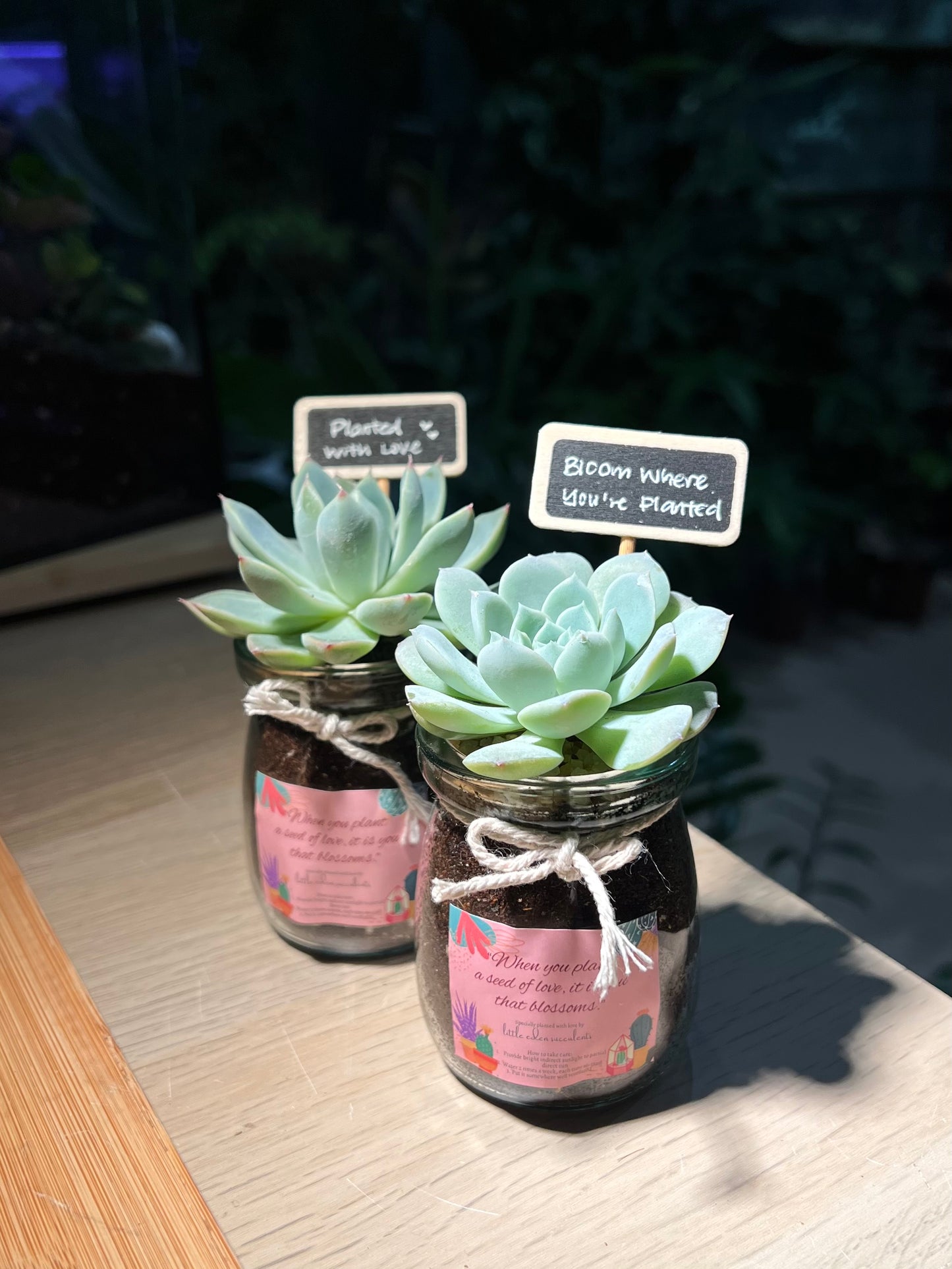 Mini Succulent Door Gift in Pudding Jar