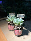 Mini Succulent Door Gift in Pudding Jar