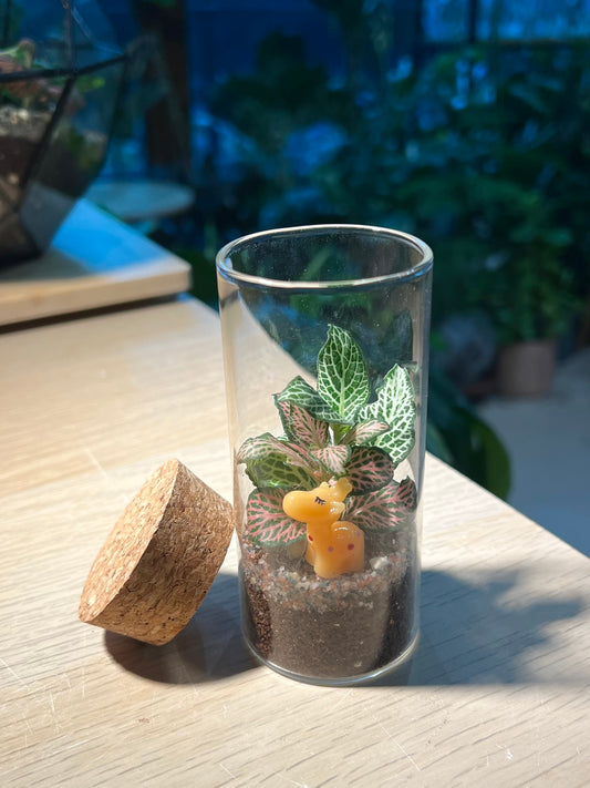 Indoor Plant Terrarium in Tall Cylindrical Glass (M)