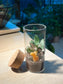 Indoor Plant Terrarium in Tall Cylindrical Glass (M)