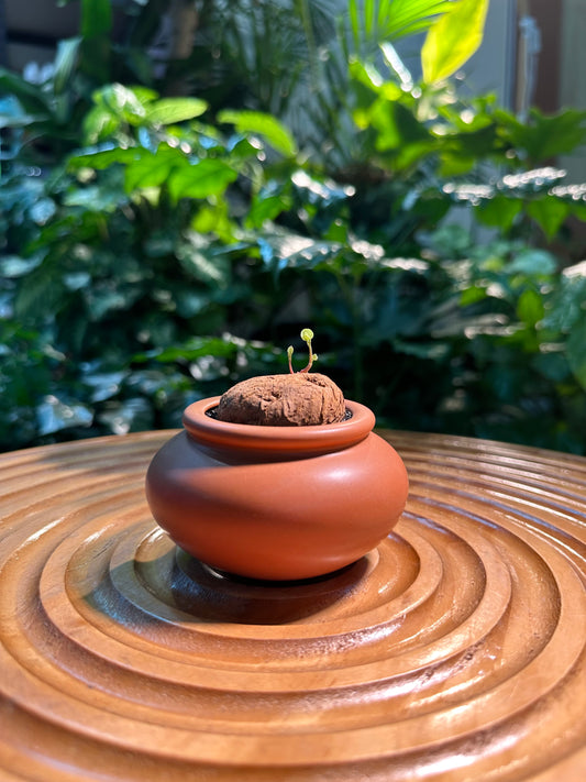 Stephania Erecta Red Stem in Brown Designer Pot