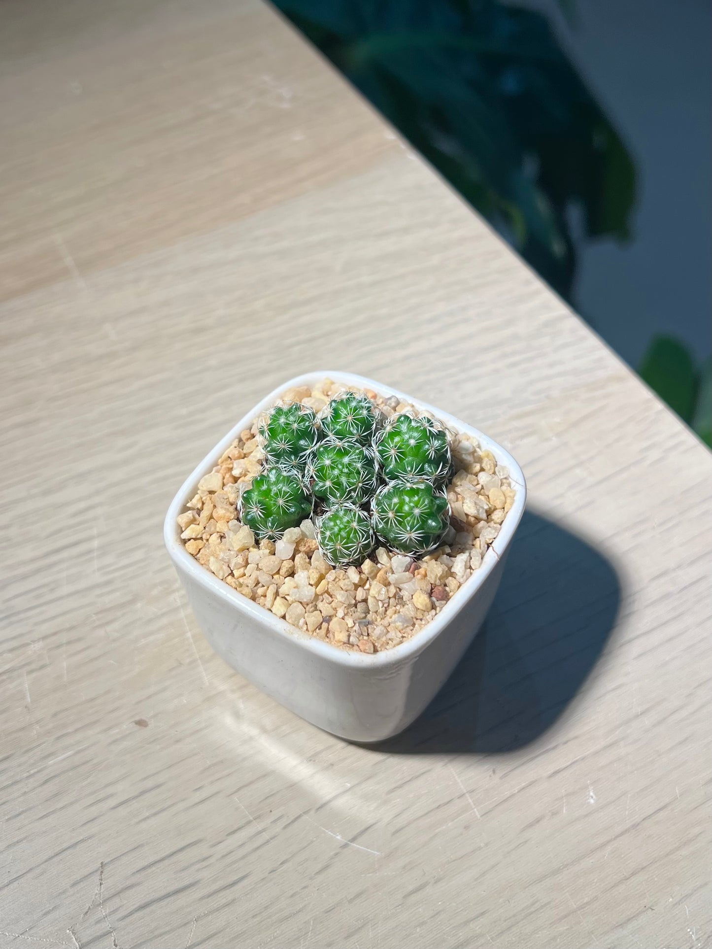 Cactus (Mammillaria Gracilis) in Square Ceramic Pot