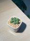 Cactus (Mammillaria Gracilis) in Square Ceramic Pot
