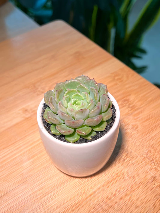 Echeveria in Plain White Ceramic Pot