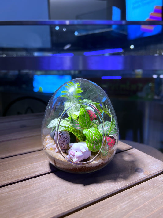 Fittonia & Fern Arrangement in Eggette
Glass Terrarium