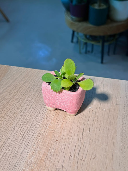 Kalanchoe Blossfeldiana (ιΏε―Ώθ±) in Pink Textured Ceramic Pot