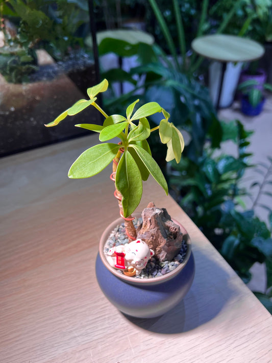 Dwarf Umbrella Tree (้ธญ่ๆจ) in Matt Blue Ceramic Pot